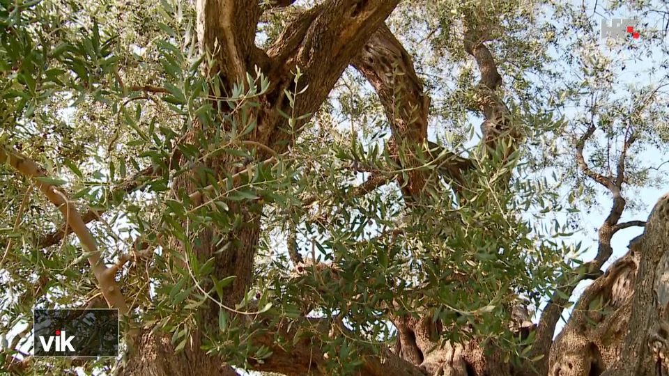 Drevna maslina