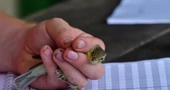 Ornitološki kamp Učka 2025.