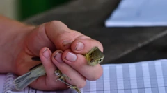 Ornitološki kamp Učka 2025.