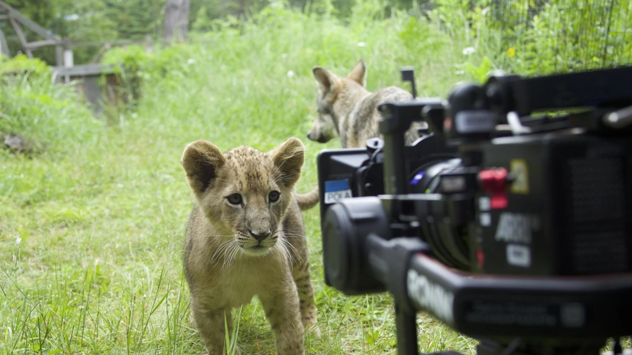 Nedjelja, 3. svibnja na Prvom, Foto: Vuk i lav/film 