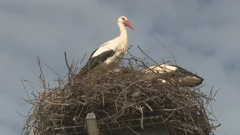 Rode su sada u fazi udvaranja