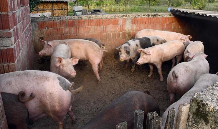 HPK: Svinjogojstvo pred konačnim slomom