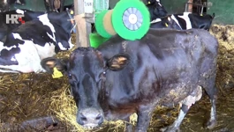 Obitelj iz Žabjaka robotizirala farmu
