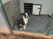 Azil za pse Viškovo, Foto: Vladimir Jurić/Radio Rijeka