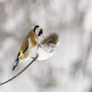 ., Foto: Milena Erceg/.