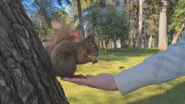 Vjeverica je dvadesetak, i svakoj su nadjenuli ime