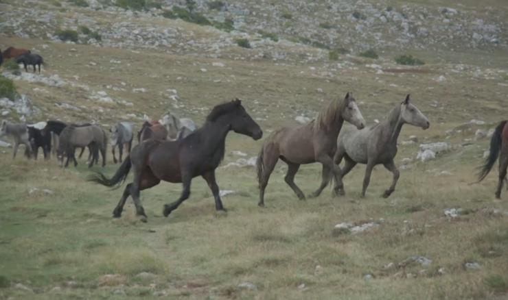 Fužine: Riješen dugogodišnji problem konja koji su lutali Ličkim poljem