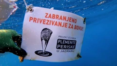 Opstanak plemenite periske u Jadranu neizvjestan