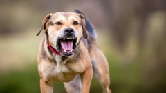 Pet pasa napalo i teško ozlijedilo ženu 