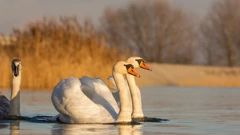 Influenca divljih ptica na području Koprivničko- križevačke županije