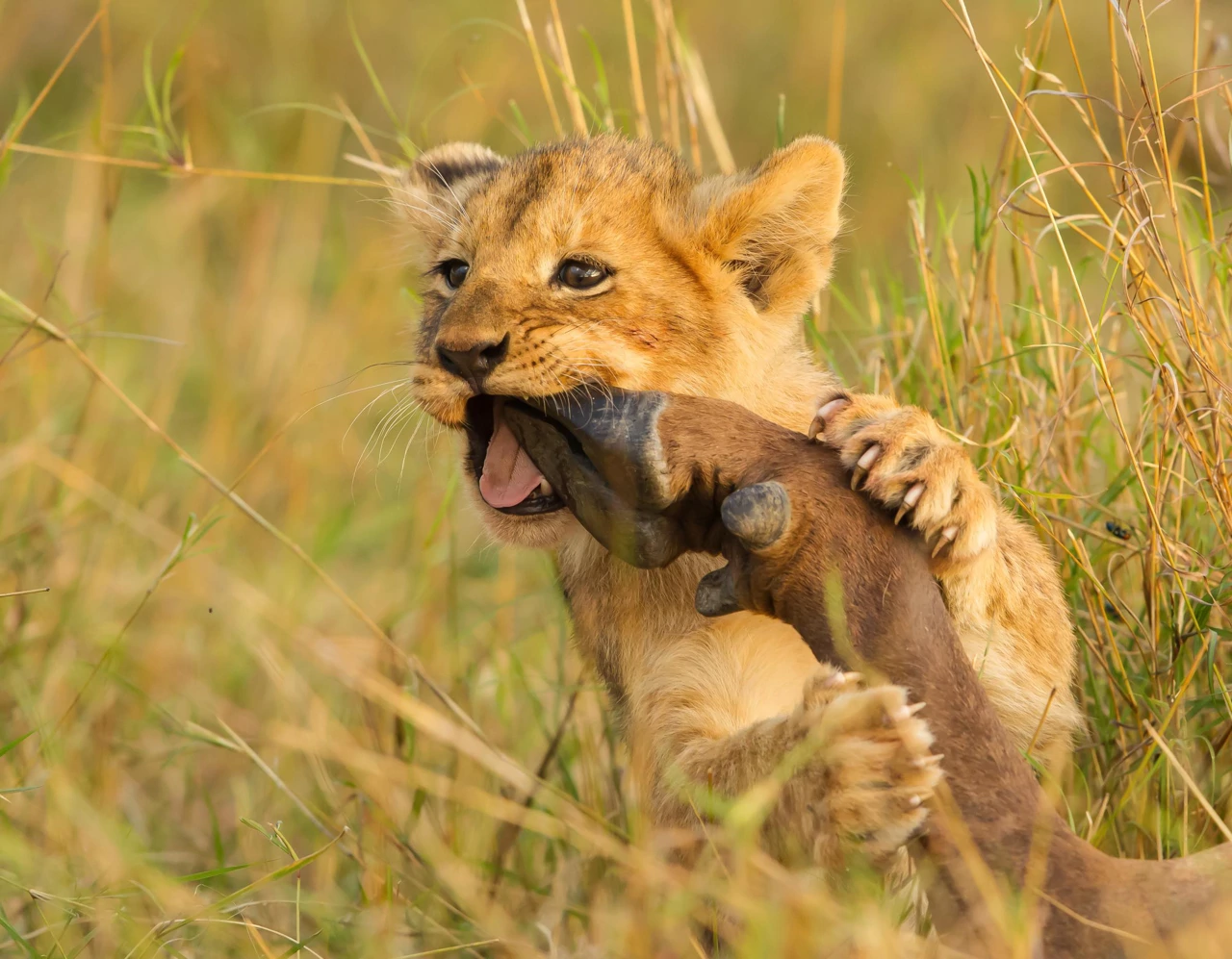 Ponedjeljak, 2. ožujka na Drugom, Foto: Lavlje bratstvo/dokumentarna serija