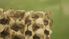 Subota, 28. ožujka na Prvom, Foto: Divlja ZOOna/dokumentarna serija