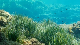 Posidonia oceanica
