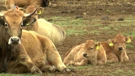 Blonde aquitaine goveda s Krbavskog polja 