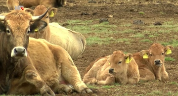 Blonde aquitaine goveda s Krbavskog polja 