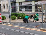 Zelena Štrosika , Foto: Neven Knežević/HRT Radio Osijek