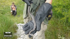 Poskok