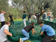 Učenici u berbi u školskom masliniku, Foto: OŠ Bartula Kašića Zadar/Radio Zadar