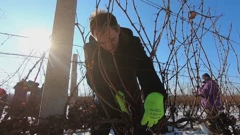 Ledeno vino kruna je vinske proizvodnje