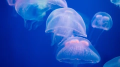 Meduze