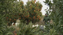 Završetak berbe mandarina