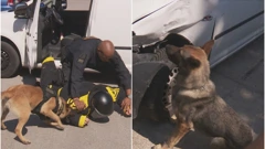 Policijski psi - Boy i Tigar