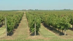 Pjenušavi doručak u erdutskom vinogorju, Foto: Regionalni dnevnik/HRT