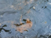 Vrijeme je za novo čišćenje, Foto: -/Radio Rijeka