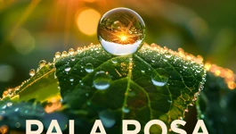 Ulomak naslovnice albuma Klape Luka