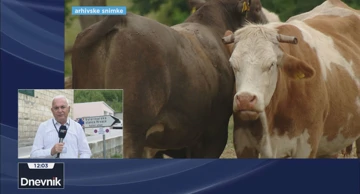 U Maovicama potvrđen prvi slučaj bolesti plavog jezika