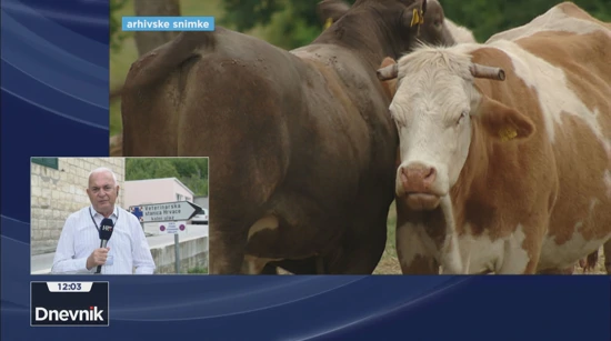 U Maovicama potvrđen prvi slučaj bolesti plavog jezika