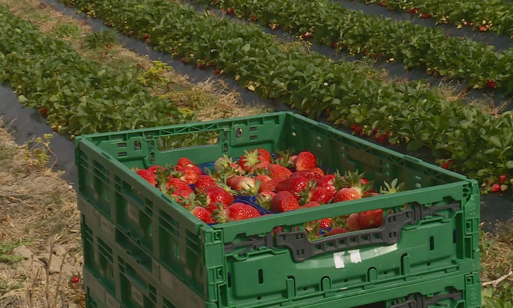 U neretvanskoj dolini počela berba prvih jagoda