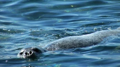 Sredozemna medvjedica viđena na dubrovačkom kupalištu Danče