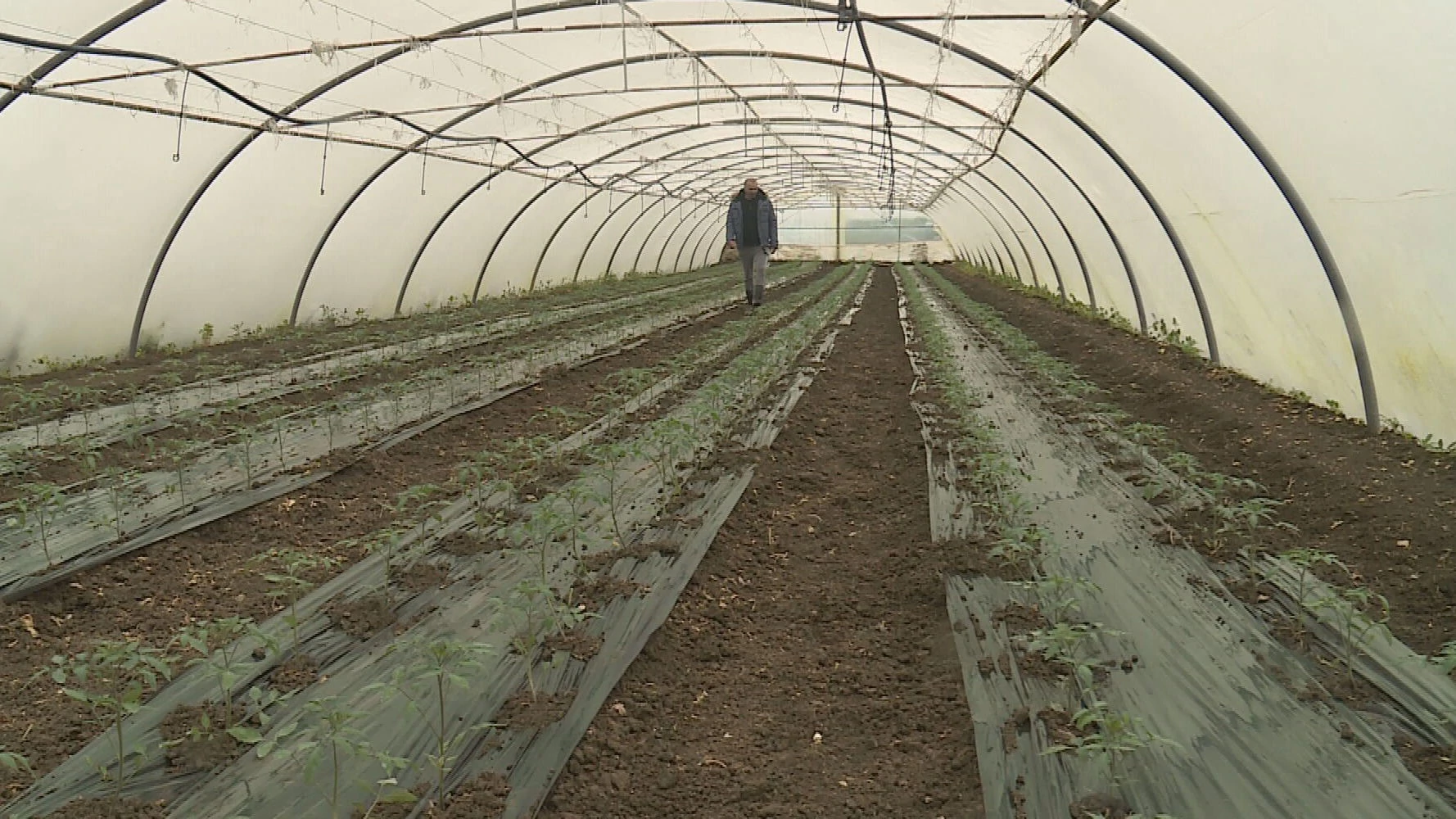 Hoće li za Uskrs povrća biti dovoljno i je li potreban uvoz?