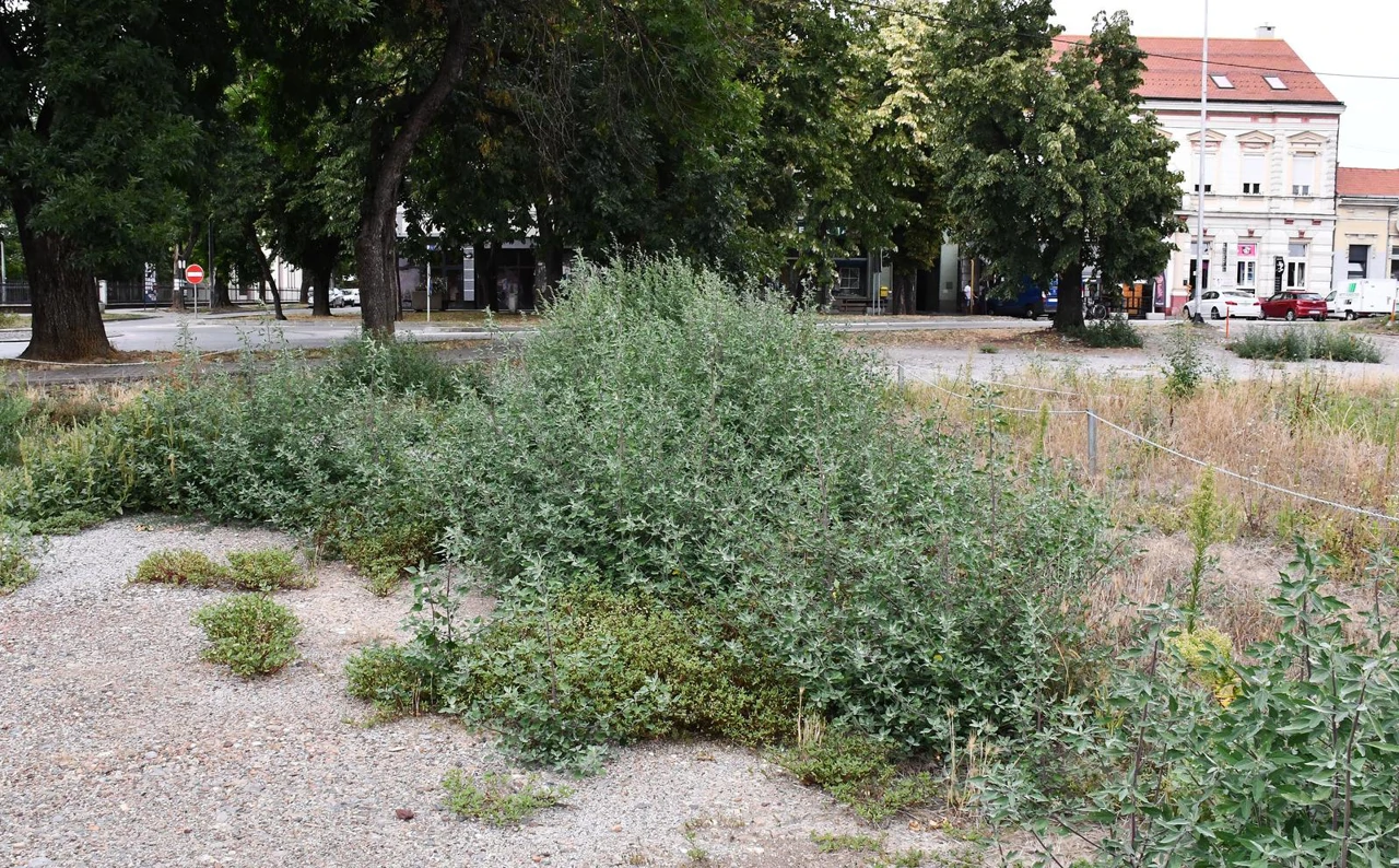 Ambrozija 