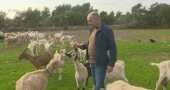 Istarska koza: ugrožena pasmina koju čuva samo 7 uzgajivača