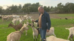 Istarska koza: ugrožena pasmina koju čuva samo 7 uzgajivača