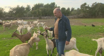 Istarska koza: ugrožena pasmina koju čuva samo 7 uzgajivača
