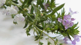 Vrisak (Satureja montana i Satureja subspicata)