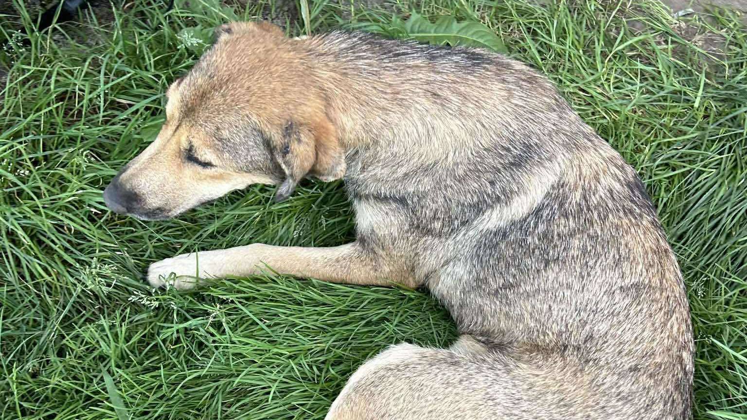 Unter Drogen gesetzte Hunde kommen im Tierheim Čakovec an, Freiwillige stehen unter Schock 8 azil 20250820121919