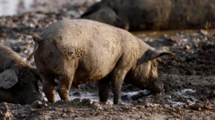 Nedjelja, 16. srpnja na Prvom, Foto: Dulum zemlje /dokumentarna serija