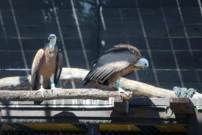 Bjeloglavi supovi, Foto: Goran Kovacic /HRT