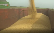 Je li GMO štetan za zdravlje?, Foto: HRT/HTV