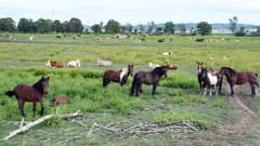 Lonjsko polje