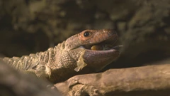 Subota, 14. ožujka na Prvom , Foto: Divlja ZOOna/dokumentarna serija 