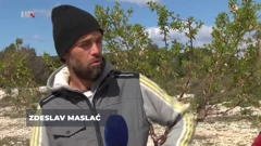 Zdeslav Maslać, agronom u sadnji mladica badema, Foto: Plodovi zemlje/HTV/HRT