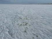 Pšenica pod snijegom, Foto: M.Milas/Radio Osijek