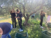 Osnovci u berbi, Foto: .-./Radio Zadar