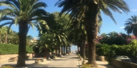 Sutivan, Foto: Aleja palmi (Foto:Tatjana Rau/Glas Hrvatske)/-