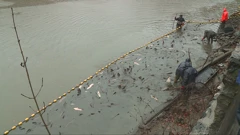 Poribljavanje Trakošćanskog jezera